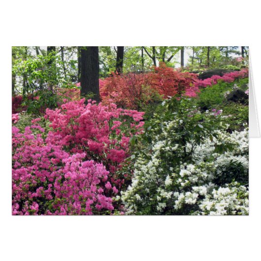 Blanket of Azalea's Cards (Front Horizontal)