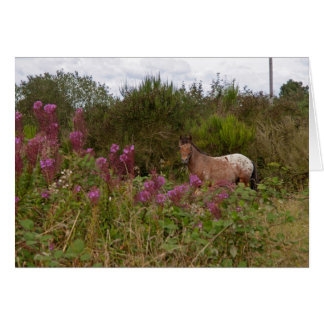 blanket spotted pony cards