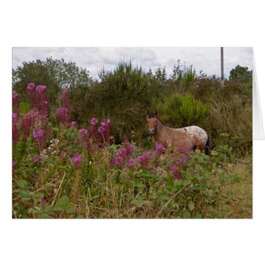 blanket spotted pony cards (Front Horizontal)