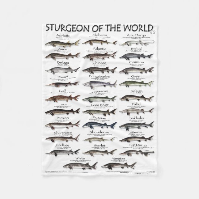 BLANKET -STURGEON OF THE WORLD POSTER -FIRST EVER  (Front)