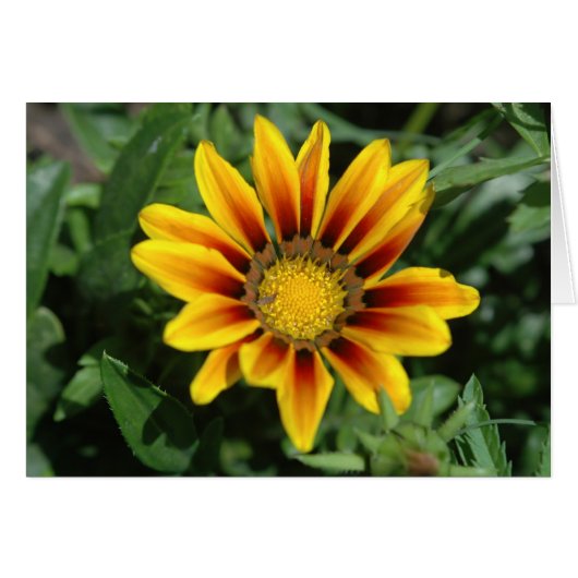 Blanketflower Card (Front Horizontal)