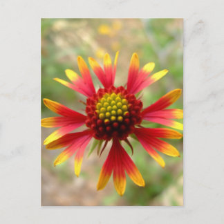 Blanketflower desert wildflower Gaillardia Postcard