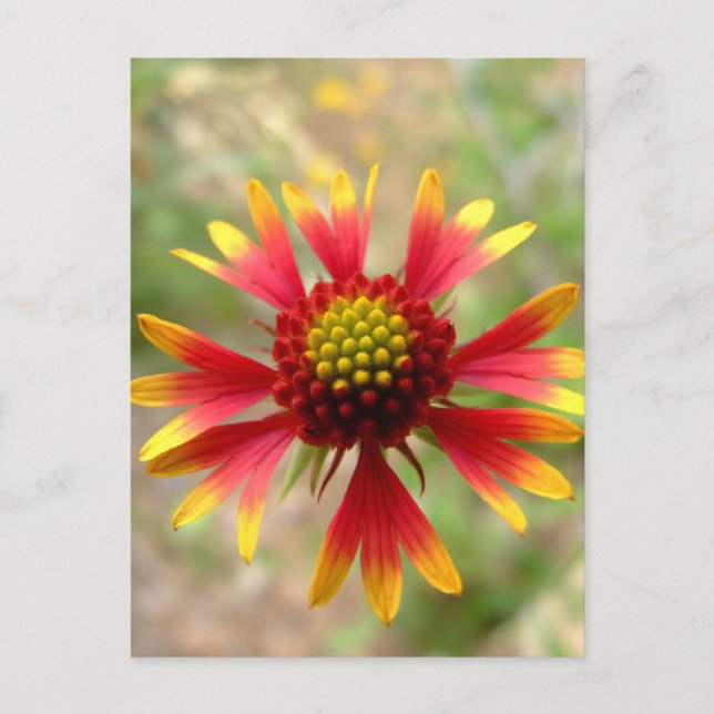 Blanketflower desert wildflower Gaillardia Postcard (Front)