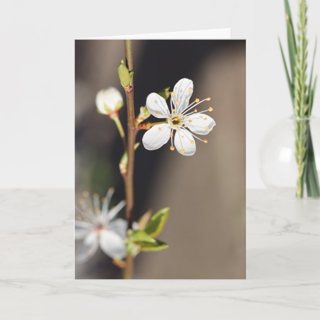 BlankWhite Cherry Blossoms Card (Front)