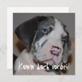 Blaue Augen Doggenwelpe (Front/Back)