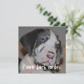 Blaue Augen Doggenwelpe (Standing Front)