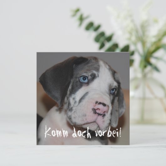 Blaue Augen Doggenwelpe (Standing Front)