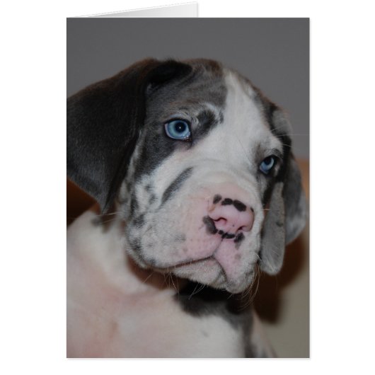Blaue Augen Doggenwelpe Cards (Front)