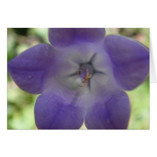 Blaue Glockenblume, Grusskarte Cards (Front Horizontal)