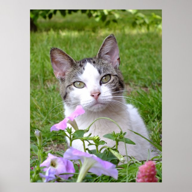 Blaze The Cat And The Petunias  Poster (Front)