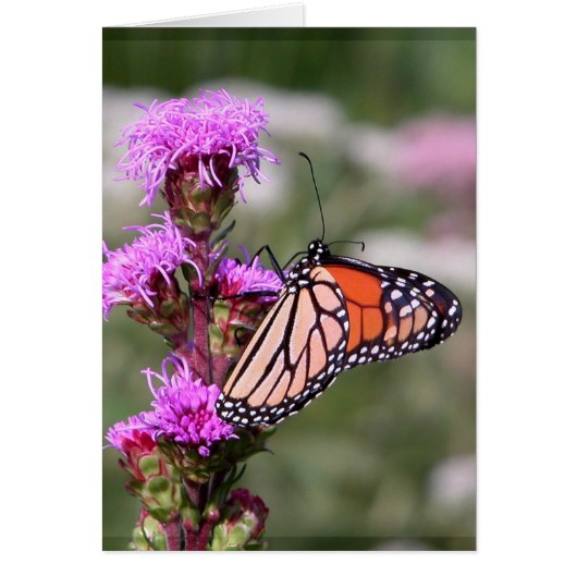 Blazing star and monarch butterfly cards (Front)