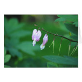 Bleeding heart (Front Horizontal)