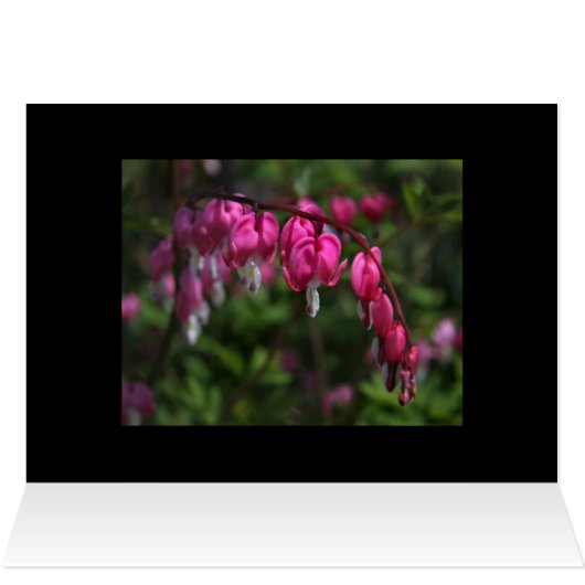 Bleeding Heart (Inside Horizontal (Top))