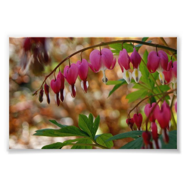 Bleeding Heart 6 x 4 Photographic Print (Front)