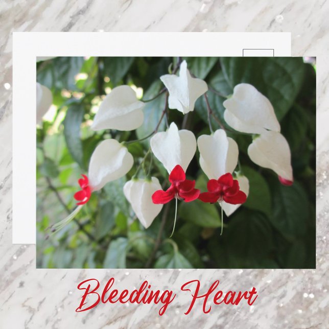 Bleeding Heart Botanical Floral Photographic Postcard (Creator Uploaded)