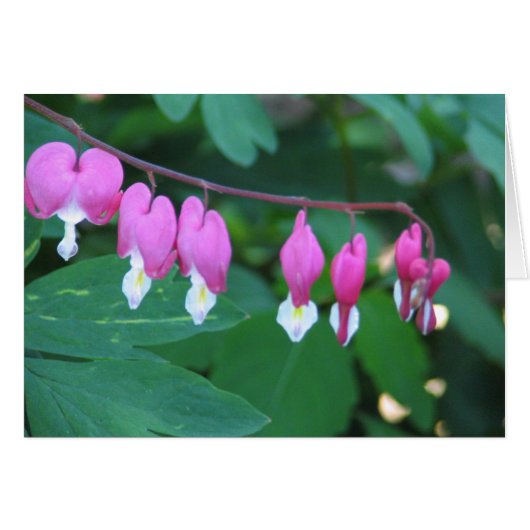 Bleeding Heart Cards (Front Horizontal)