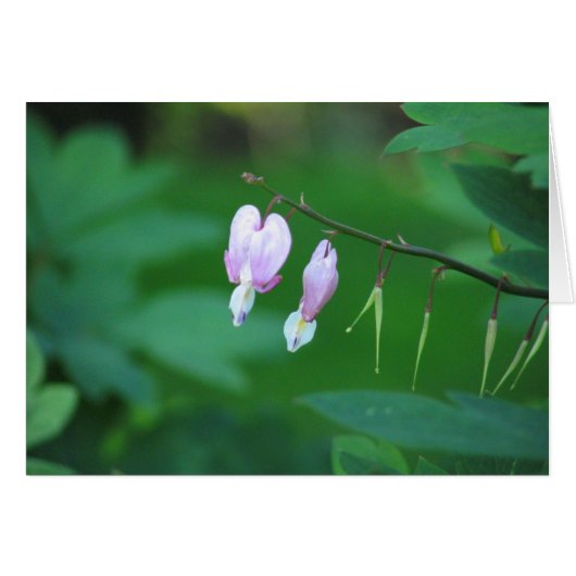 Bleeding heart cards (Front Horizontal)