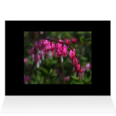 Bleeding Heart Cards (Inside Horizontal (Top))