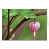 Bleeding Heart Cards (Front Horizontal)