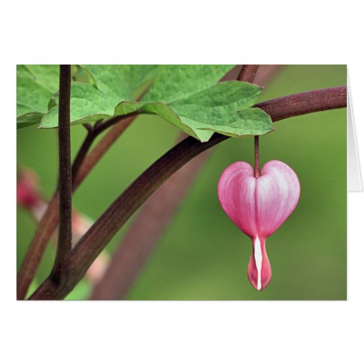 Bleeding Heart Cards (Front Horizontal)