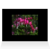 Bleeding Heart Cards (Inside Horizontal (Top))
