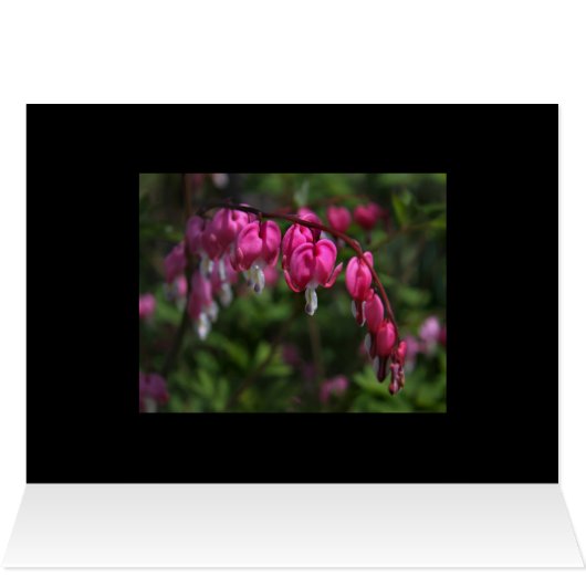 Bleeding Heart Cards (Inside Horizontal (Top))