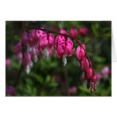 Bleeding Heart Cards (Front Horizontal)