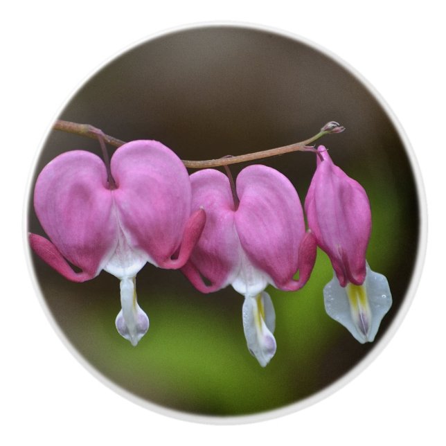 Bleeding Heart Ceramic Knob (Front)