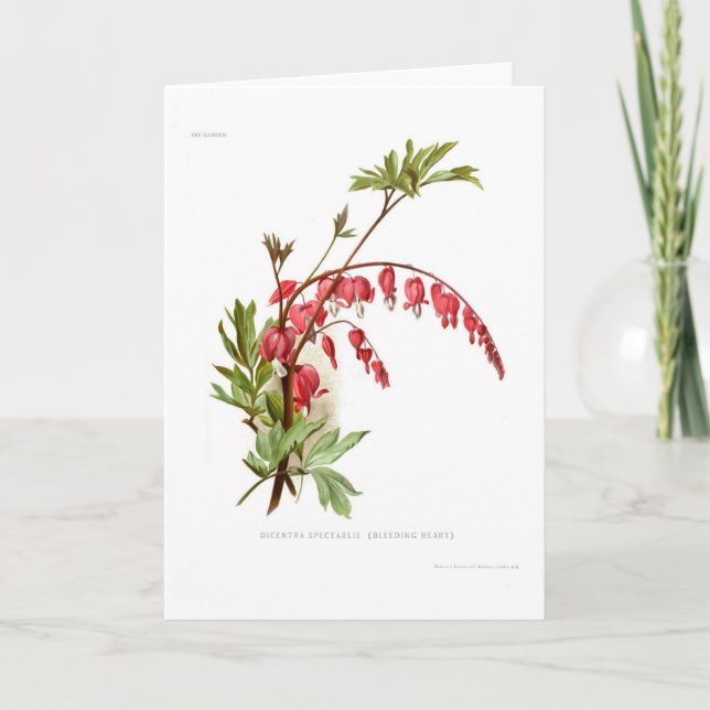 Bleeding Heart (Dicentra spectablis) Card (Front)
