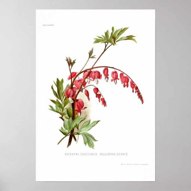 Bleeding Heart (Dicentra spectablis) Poster (Front)