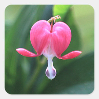 Bleeding Heart Flower Wedding Invitation Seals