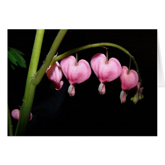 Bleeding Heart Flowers Card (Front Horizontal)