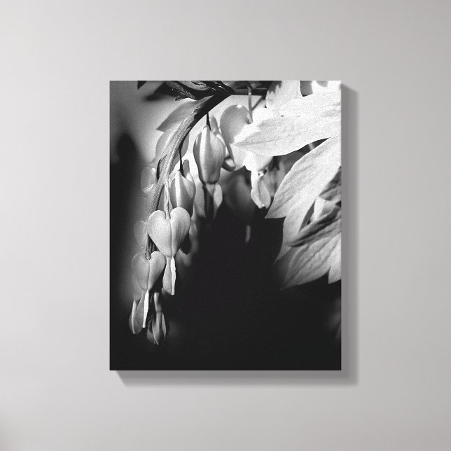 Bleeding Heart Flowers In Black And White   Canvas Print (Front)