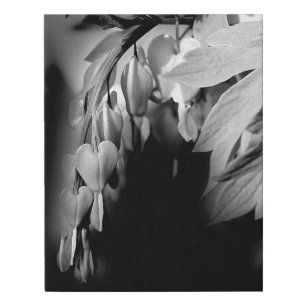 Bleeding Heart Flowers In Black And White    Faux Canvas Print