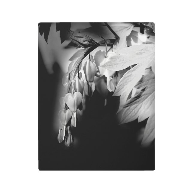 Bleeding Heart Flowers In Black And White  Metal Print (Front)