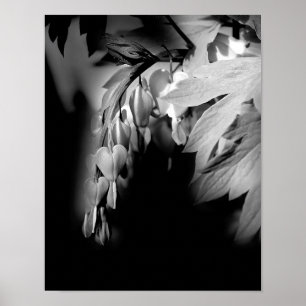 Bleeding Heart Flowers In Black And White Poster