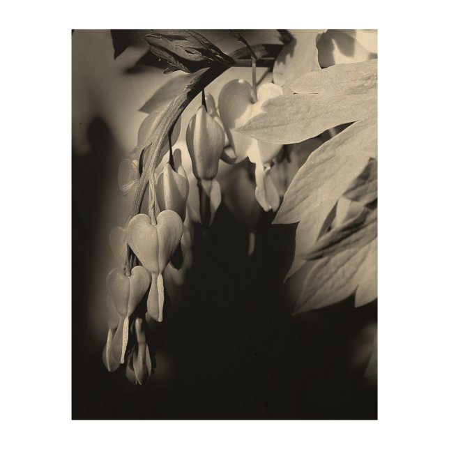 Bleeding Heart Flowers In Black And White    Wood Wall Art (Front)