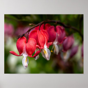 Bleeding Heart Flowers with White Tips Poster