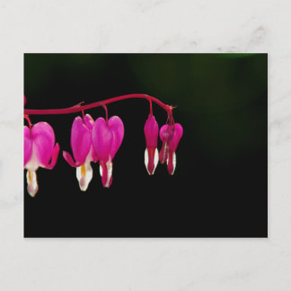 Bleeding-heart Postcard