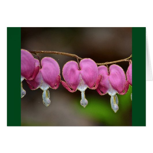 Bleeding Heart Valentine Card (Front Horizontal)