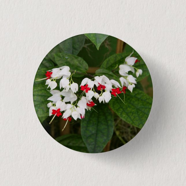 Bleeding Heart VIne Button (Front)