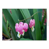 Bleeding Hearts (Front Horizontal)