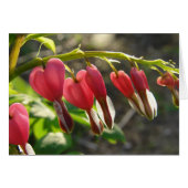 Bleeding Hearts (Front Horizontal)