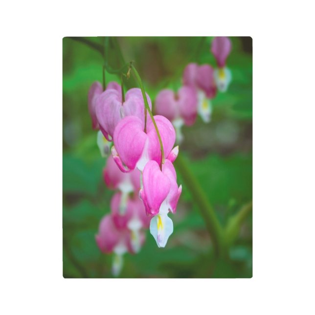 Bleeding Hearts 11x14 Metal Print (Front)