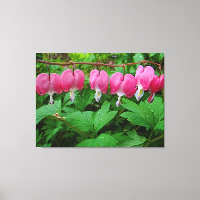 Bleeding Hearts Canvas Print (Front)