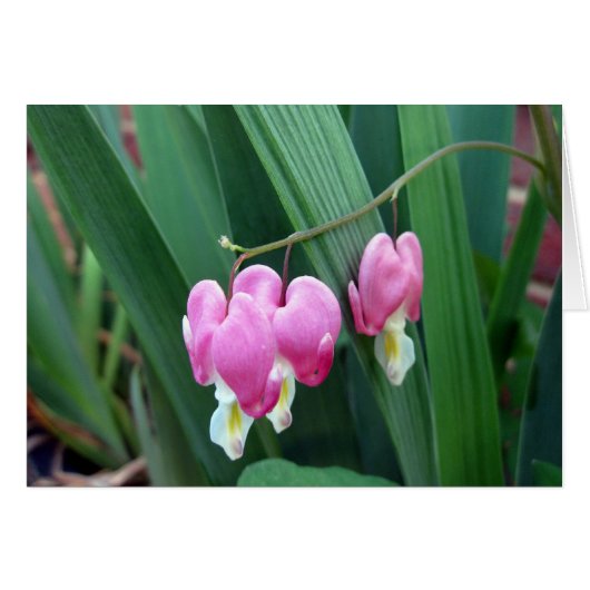 Bleeding Hearts Cards (Front Horizontal)