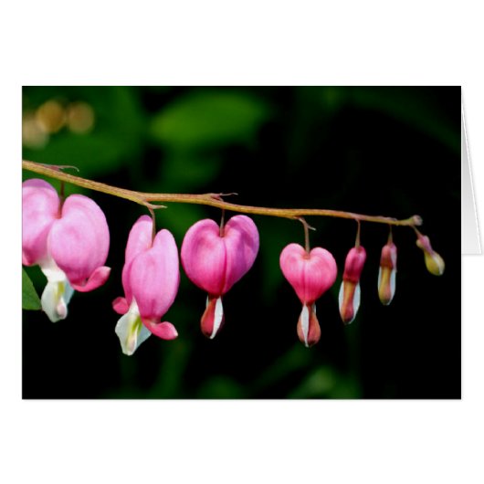 Bleeding Hearts Cards (Front Horizontal)