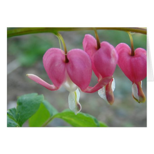 Bleeding Hearts Cards (Front Horizontal)