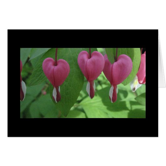 Bleeding Hearts Cards (Front Horizontal)