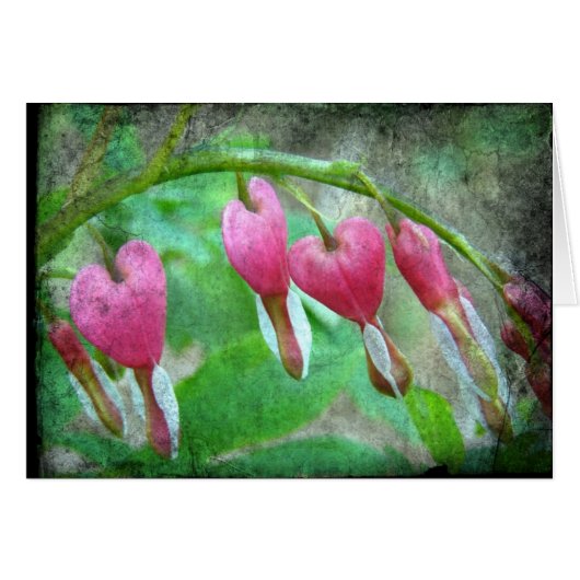 Bleeding Hearts Cards (Front Horizontal)